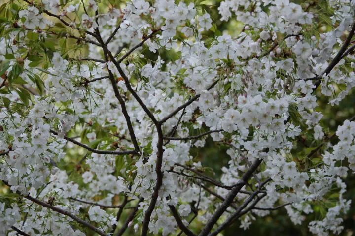 Tokio, Japan - Photo 28