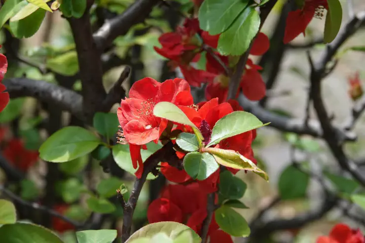 Tokio, Japan - Photo 30