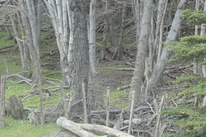 Ushuaia, Argentinien - Photo 31