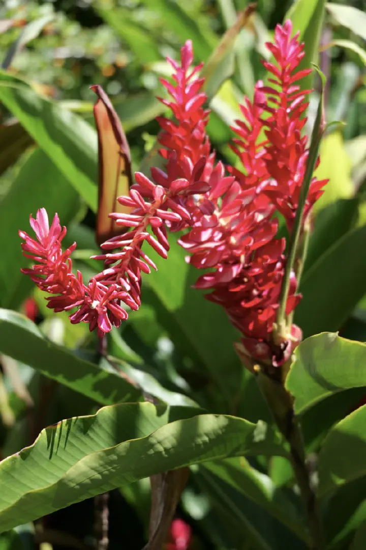 Victoria, Seychellen - Photo 1