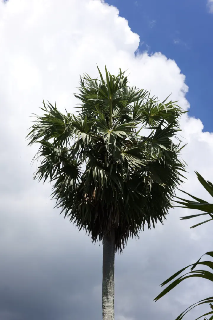 Victoria, Seychellen - Photo 3