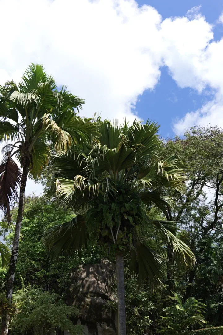 Victoria, Seychellen - Photo 4
