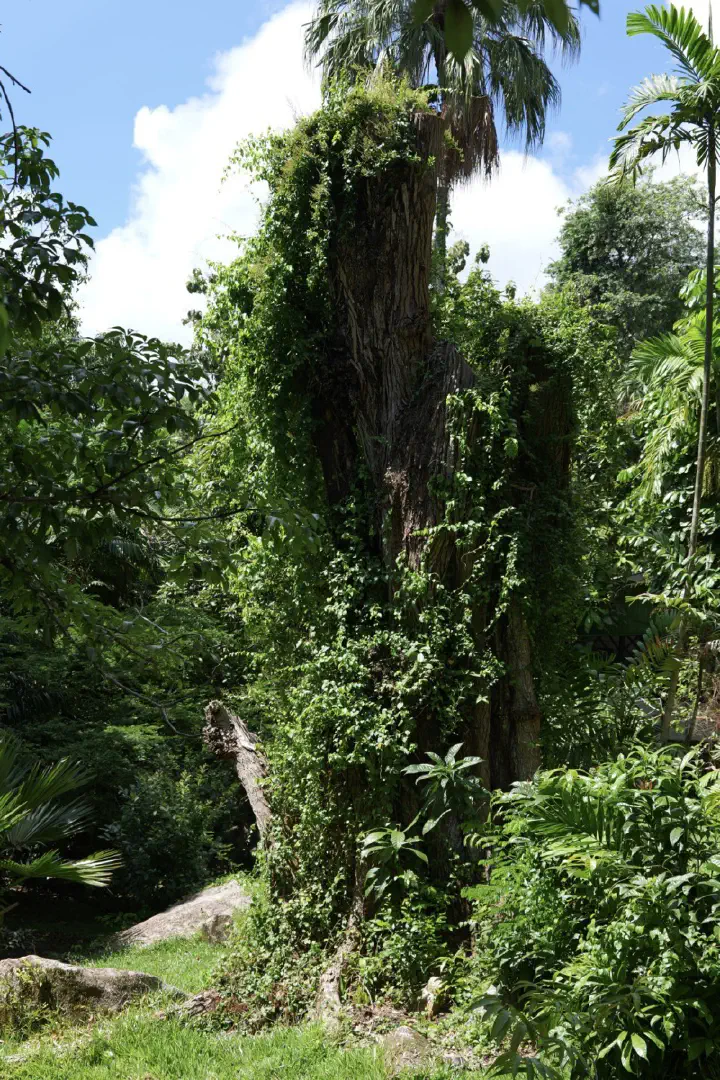 Victoria, Seychellen - Photo 6