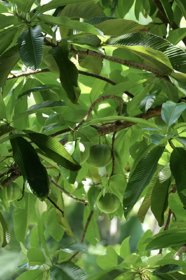 Victoria, Seychellen - Photo 9