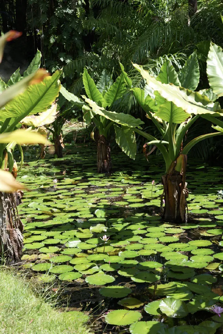 Victoria, Seychellen - Photo 10
