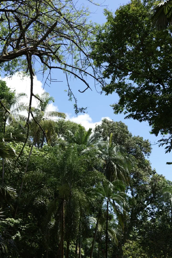 Victoria, Seychellen - Photo 11