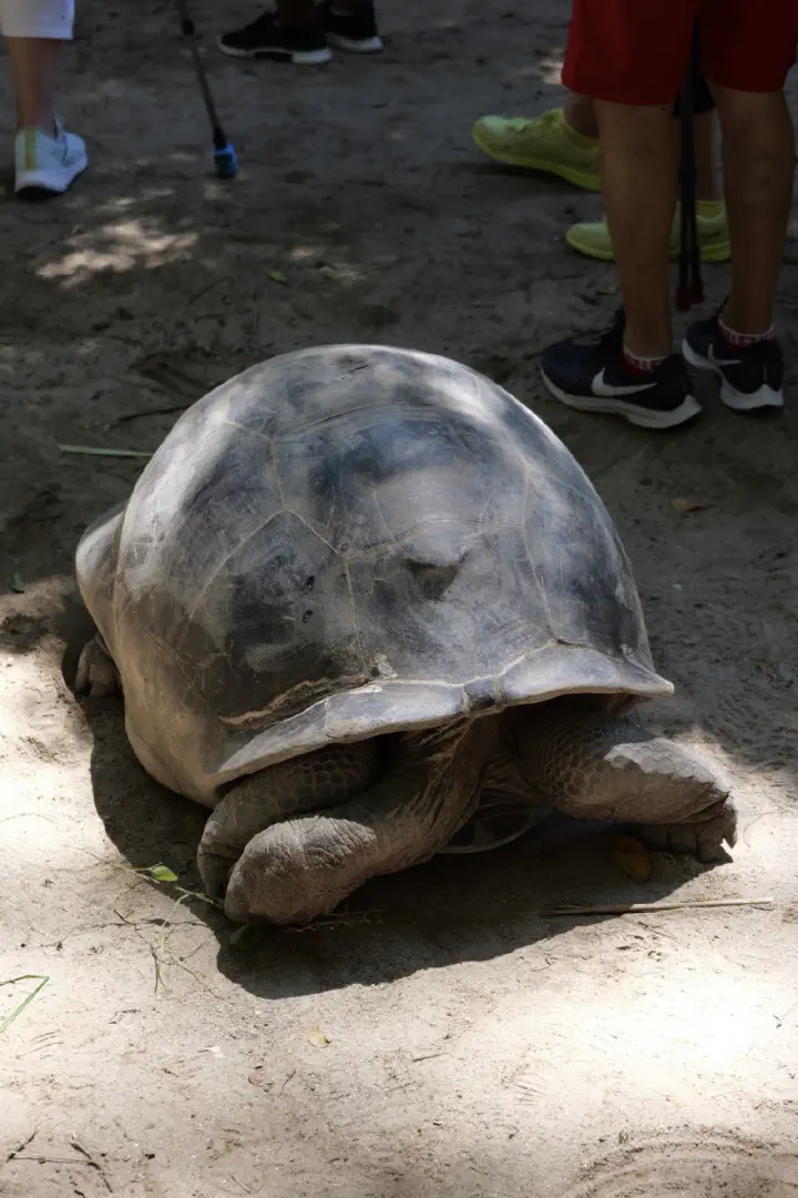 Victoria, Seychellen - Photo 12