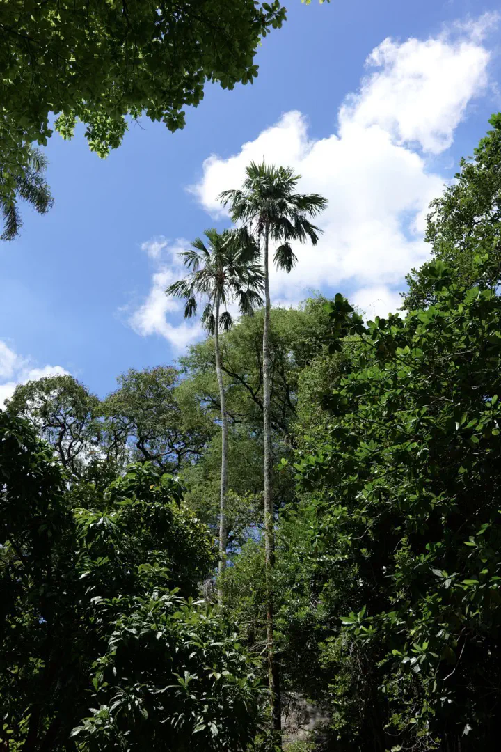 Victoria, Seychellen - Photo 18