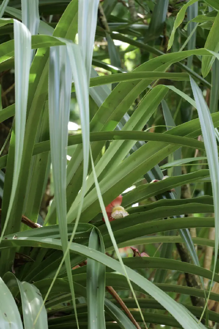 Victoria, Seychellen - Photo 19