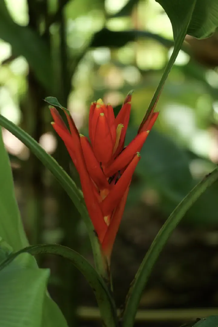Victoria, Seychellen - Photo 22