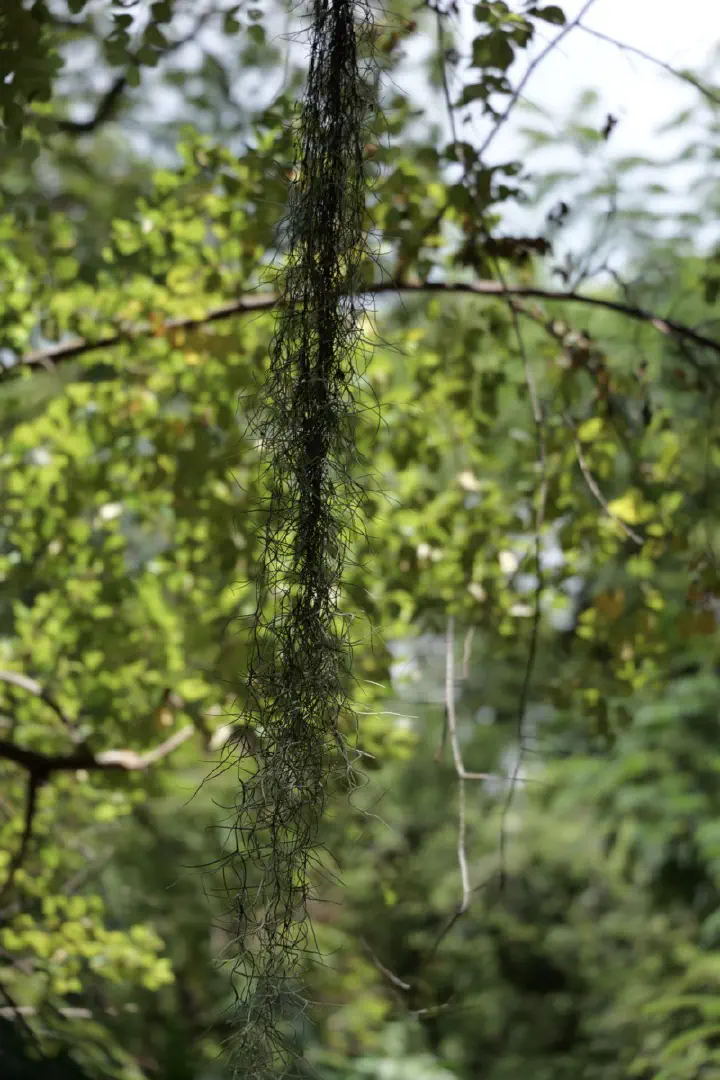 Victoria, Seychellen - Photo 24