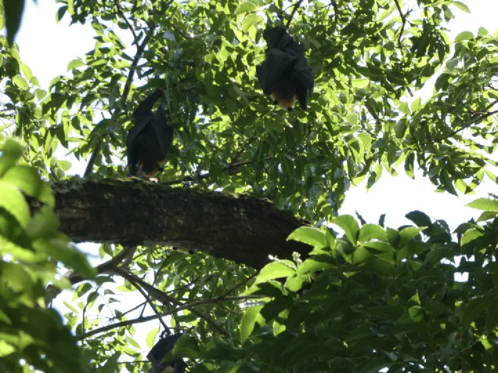 Victoria, Seychellen - Photo 31