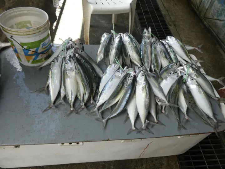 Victoria, Seychellen - Photo 46