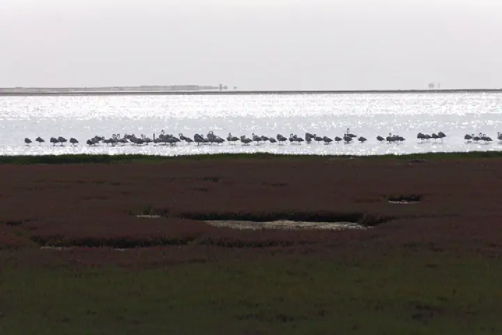 Walvis Bay, Namibia - Photo 28