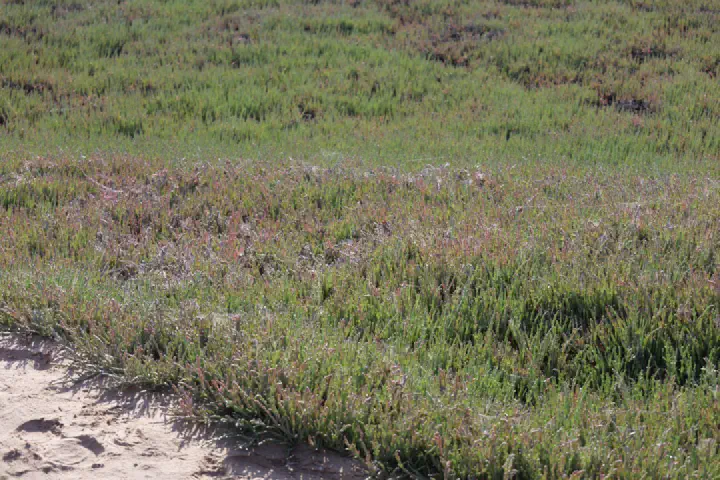 Walvis Bay, Namibia - Photo 30
