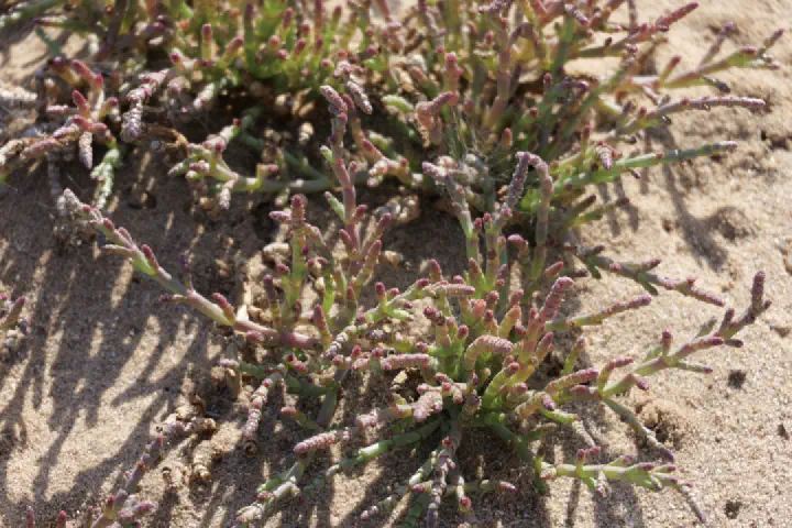 Walvis Bay, Namibia - Photo 33