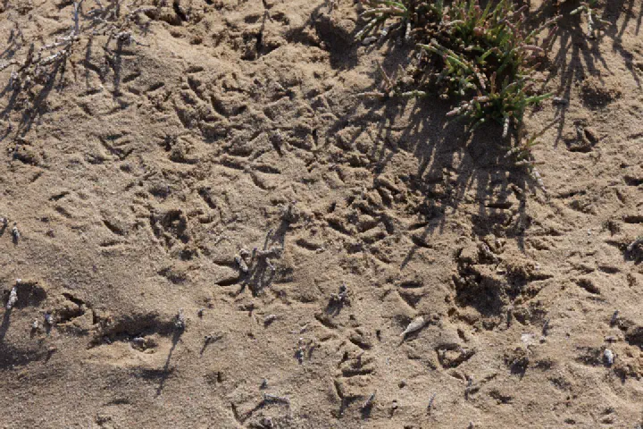Walvis Bay, Namibia - Photo 34
