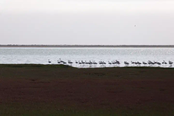 Walvis Bay, Namibia - Photo 36